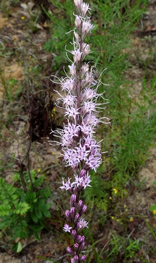 {Liatris tenuifolia}